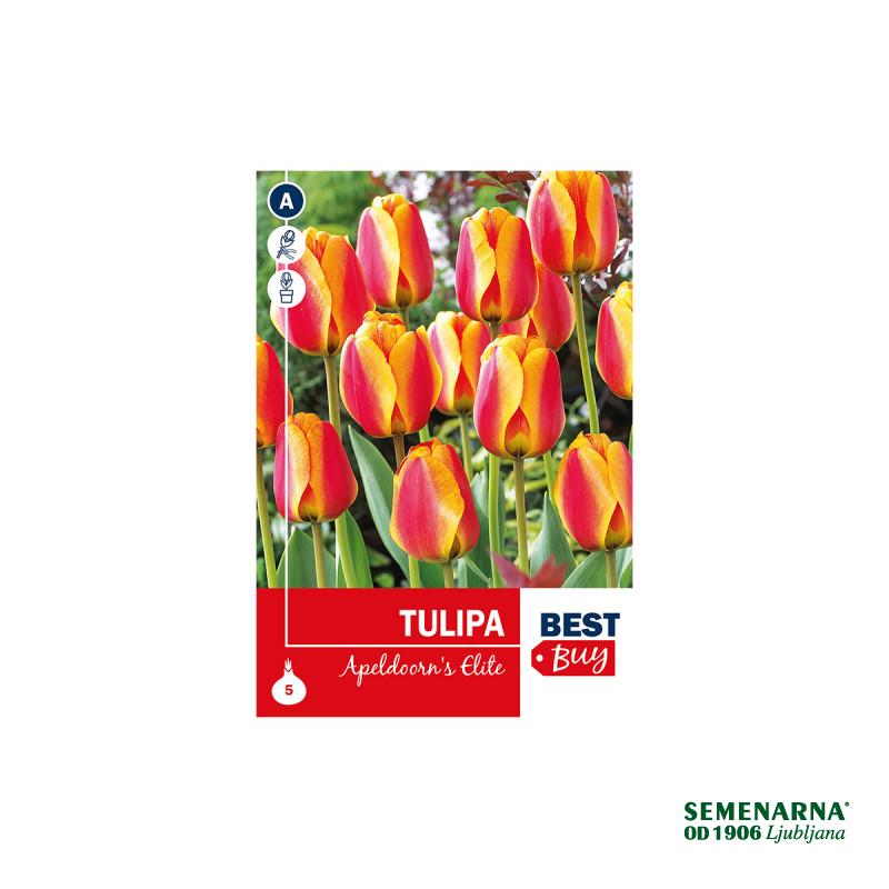 Super Best Buy Tulipa Darwin H. Apeldoorn