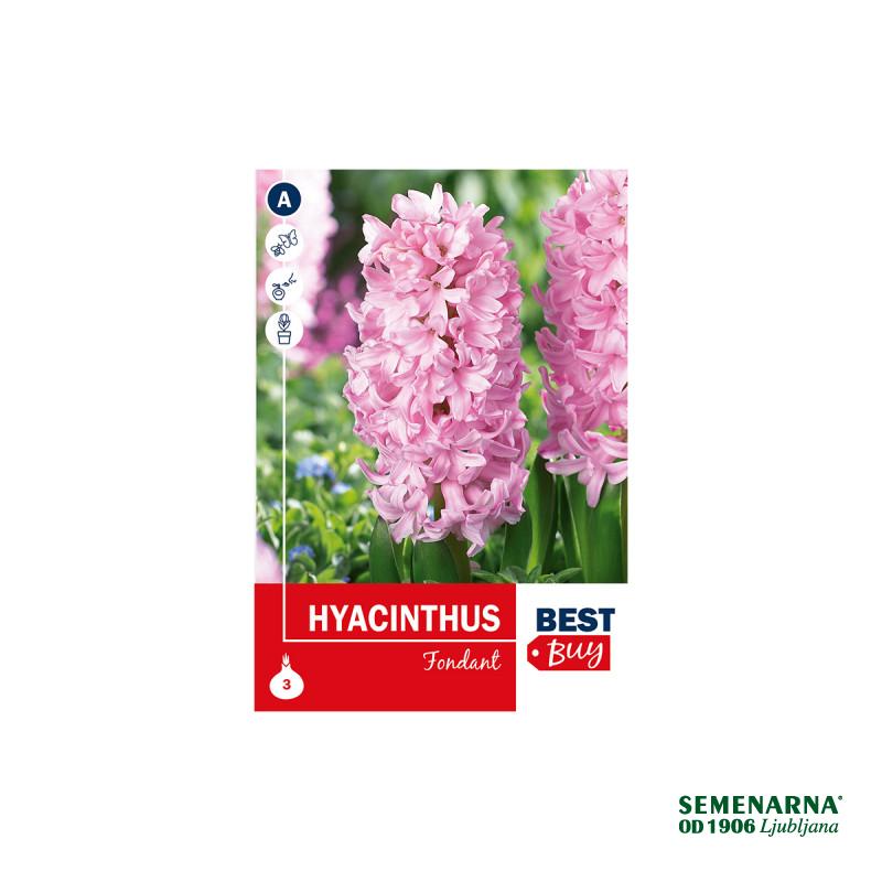 Super Best Buy Hyacinthus Fondante 3/1 