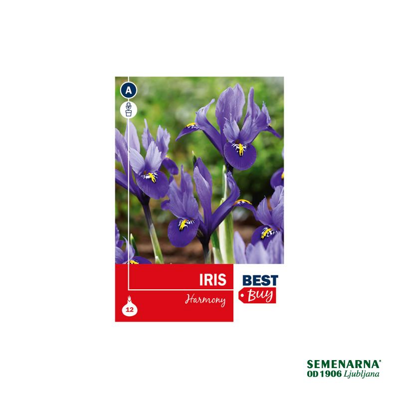 Super Best Buy Iris Reticulata Harmony 8/1 