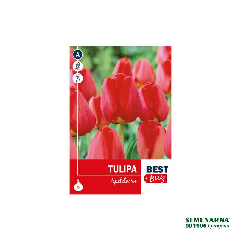 Super Best Buy Tulipa Darwin H. Apeldoorn 5/1 