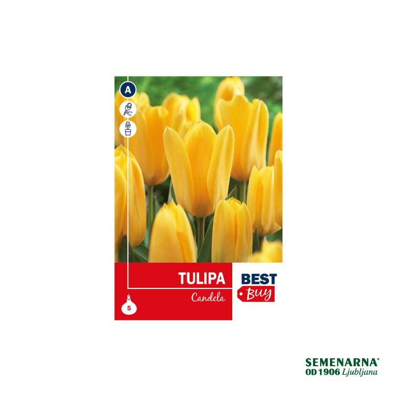Super Best  Buy Tulipa Fosteriana Candela 5/1 