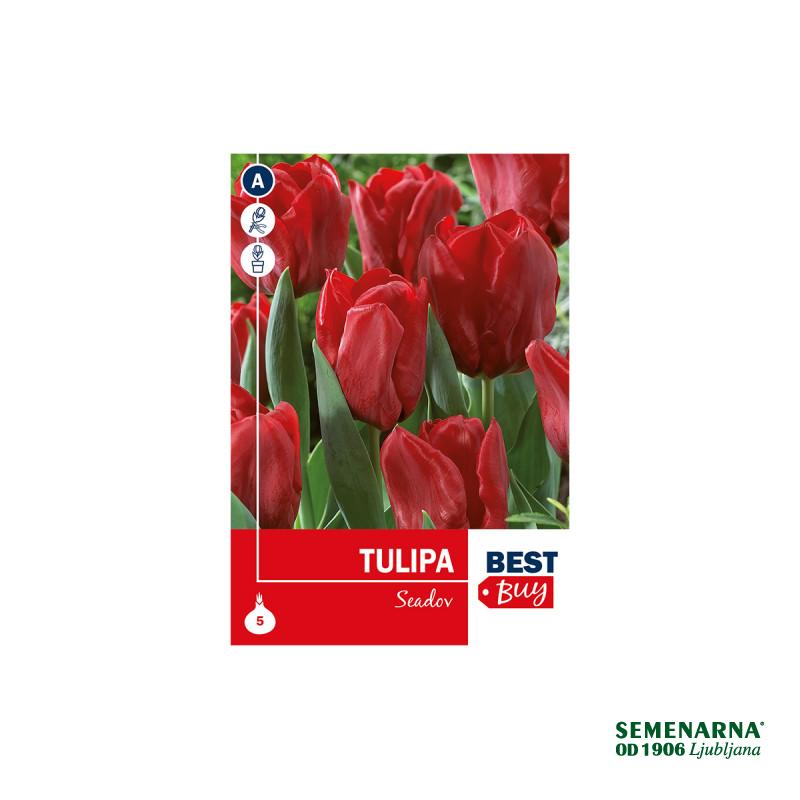 Super Best Buy Tulipa Triumph Seadov 5/1 
