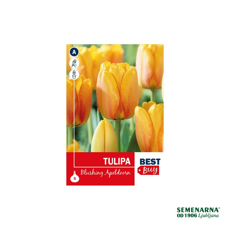 Super Best Buy Tulipa Darwin H. Blushing Apeldoorn 5/1 