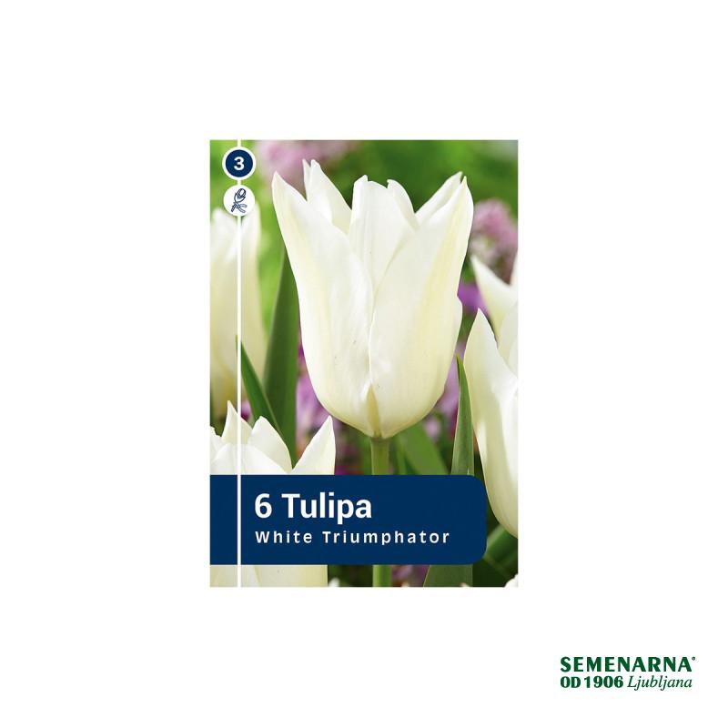 Master Tulipa White Triumphator 6/1 