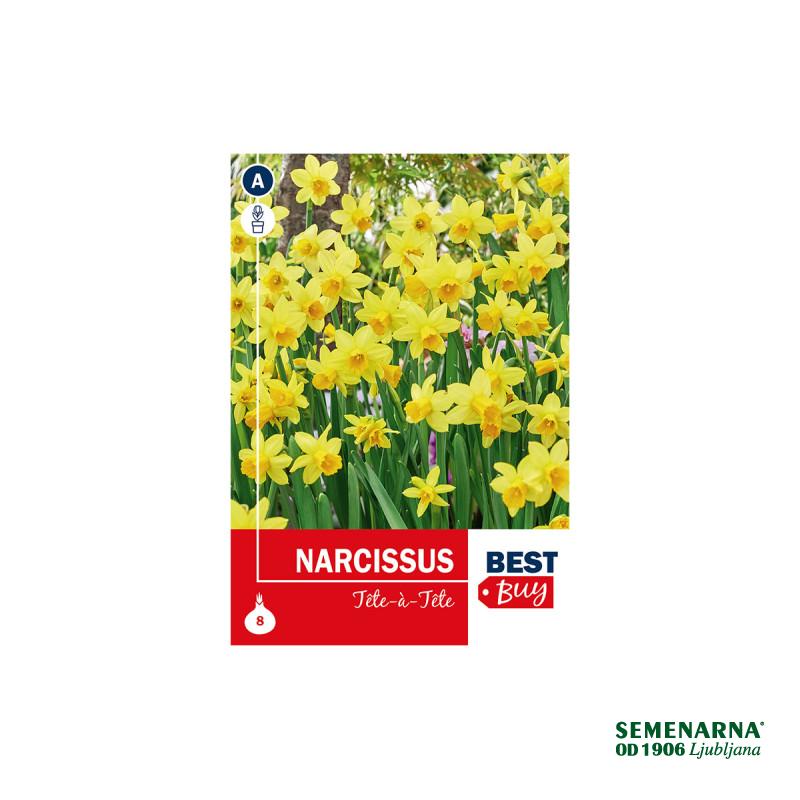 Super Best Buy Narcissus Tête Á Tête 8/1 