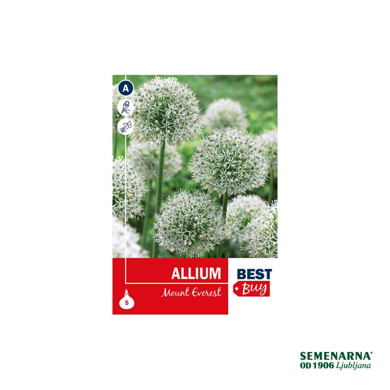 Super Best Buy Allium Mount Everest 5/1 