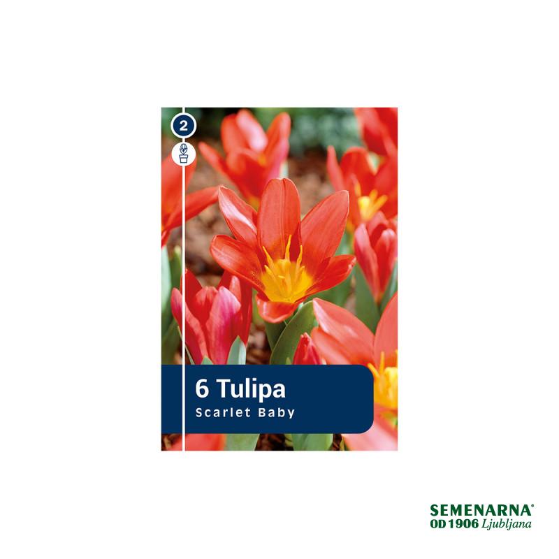 Master Tulipa Scarlet Baby 6/1 