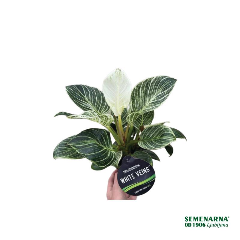 FILODENDRON (Philodendron sp. 