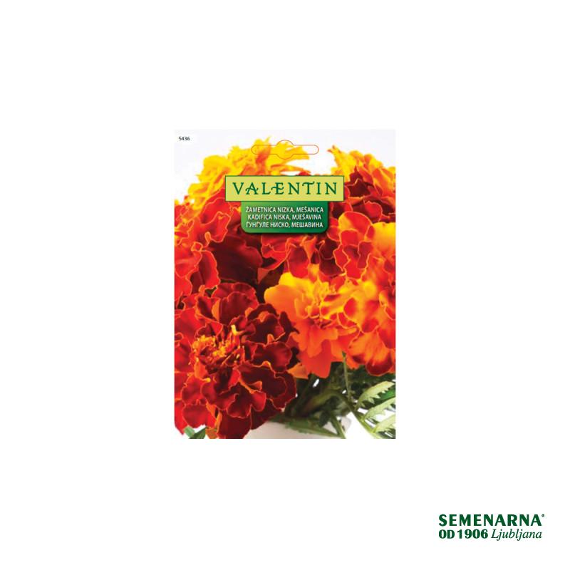 Žametnica Nizka - Mešanica (Tagetes) 5436 Valentin 