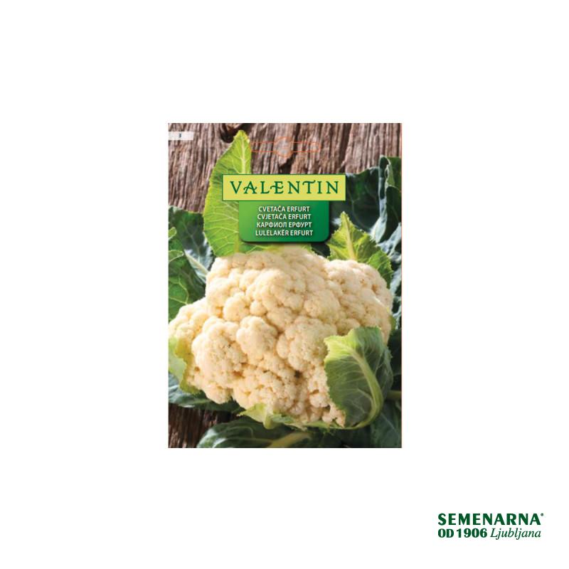 Cvetača Erfurt 3 Valentin 