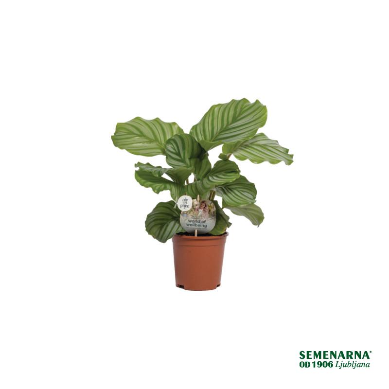 KALATEJA (Calathea orbifolia, Air so Pure), P14H50 