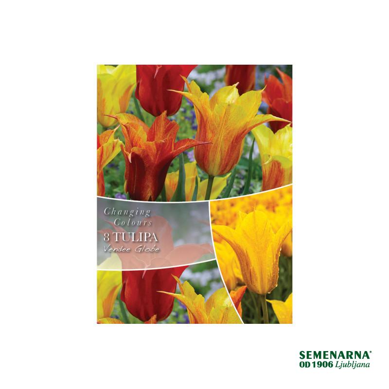 Changing Colors Tulipa Vendee Globe  8/1 