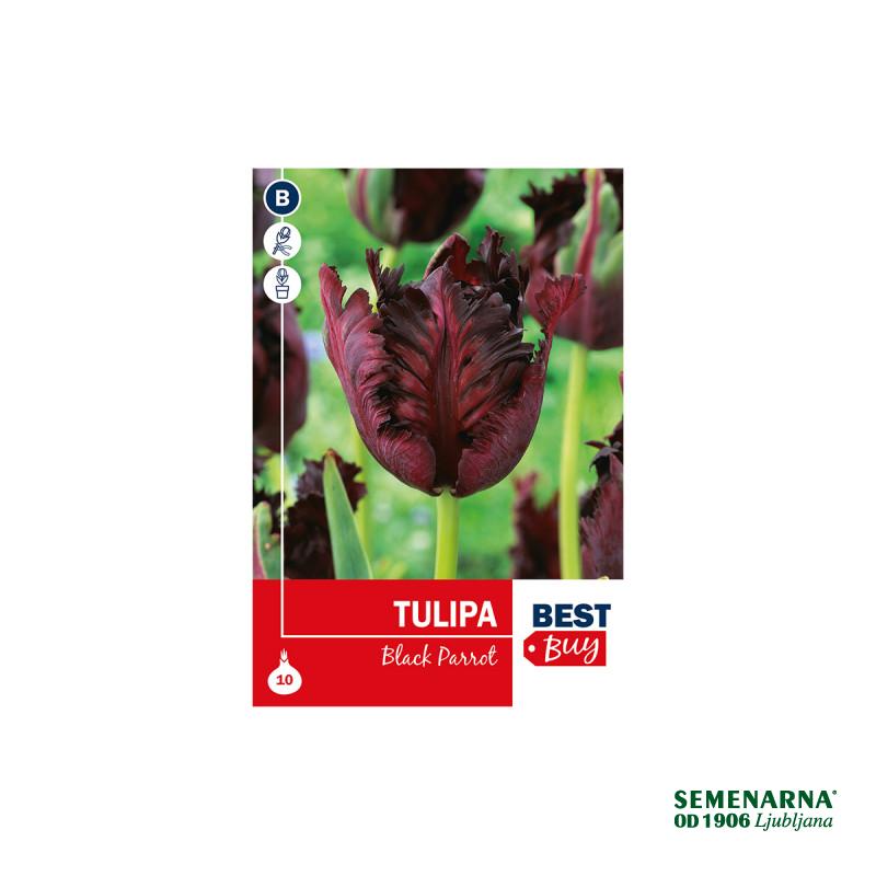 Super Best Buy Tulipa Black Parrot 5/1 