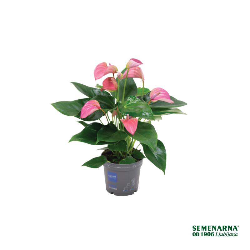 FLAMINGOVEC (Anthurium andraeanum 