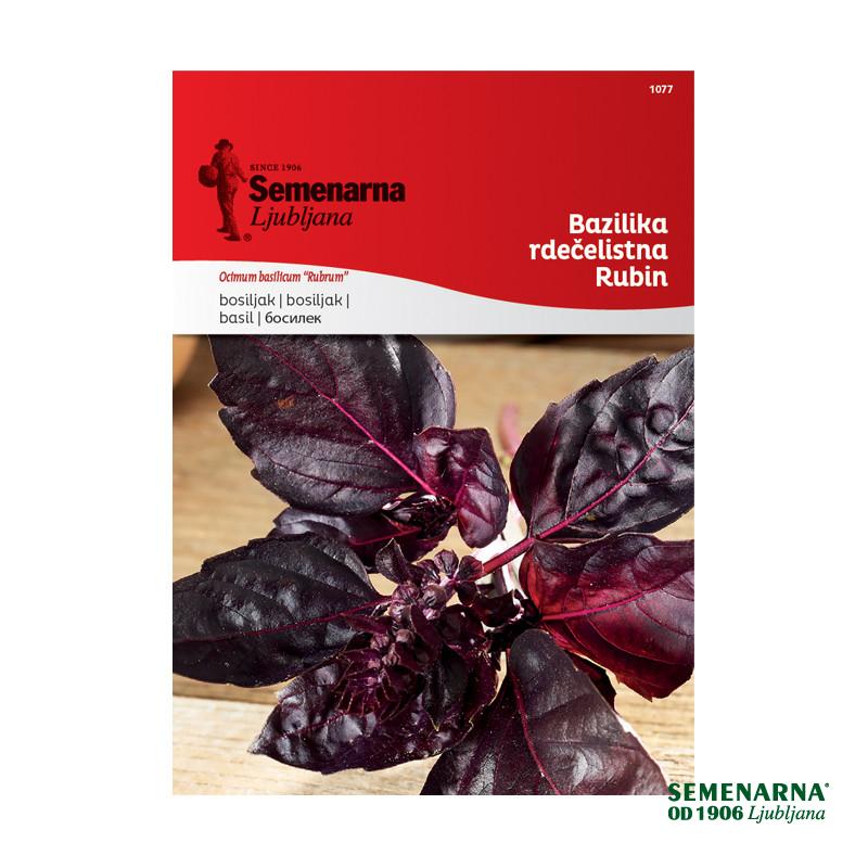 Bazilika Rdečelistna Rubin 1077 Semenarna 