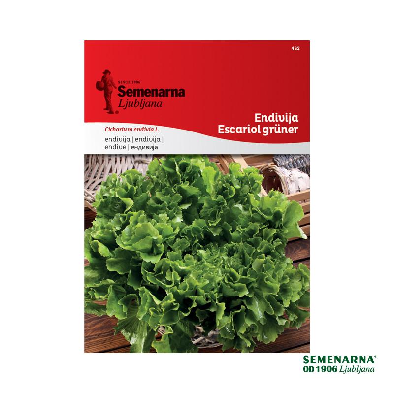 Endivija Escariol Gruner 432 Semenarna 
