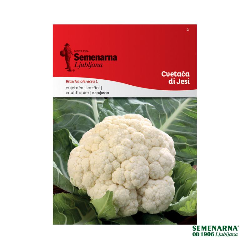 Cvetača Di Jesi 2 Semenarna 