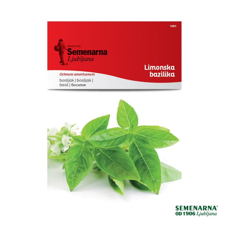 Limonska Bazilika 1081 Semenarna 