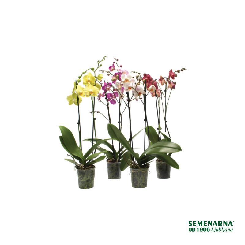 ORHIDEJA PHALAENOPSIS (Phalaenopsis sp.), MIX, 2 STEBELNA, P12H55 