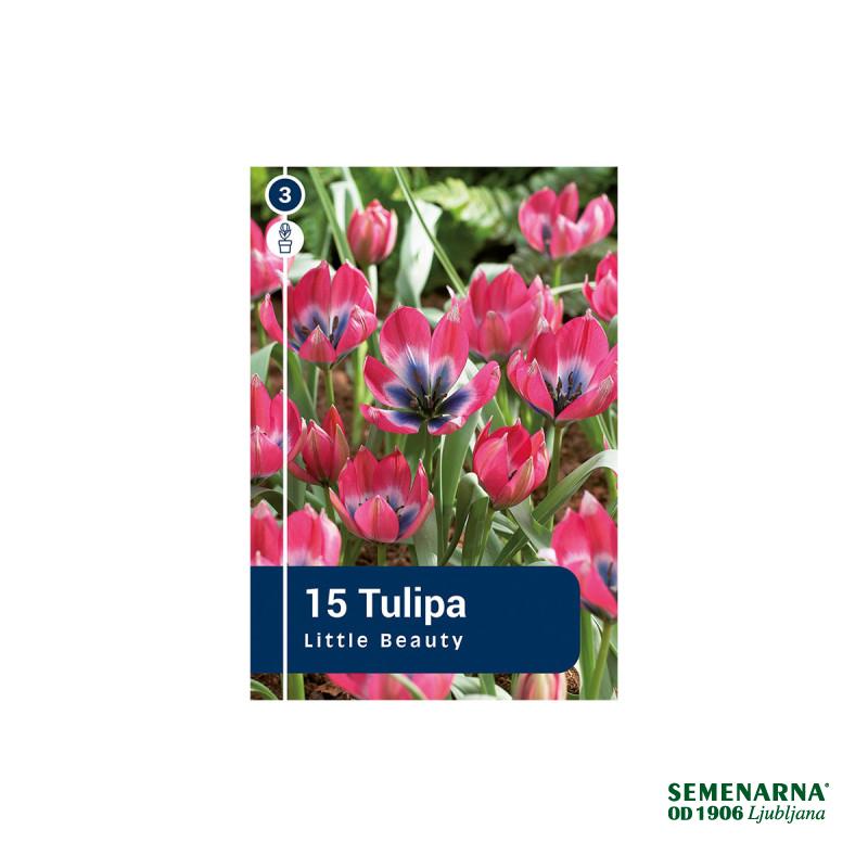 Master Tulipa Little Beauty 15/1 
